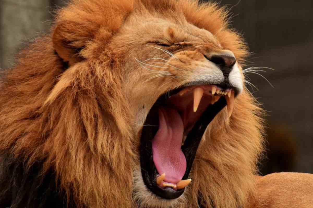 Animali 