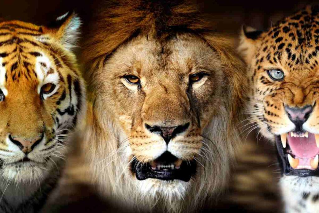 Animali