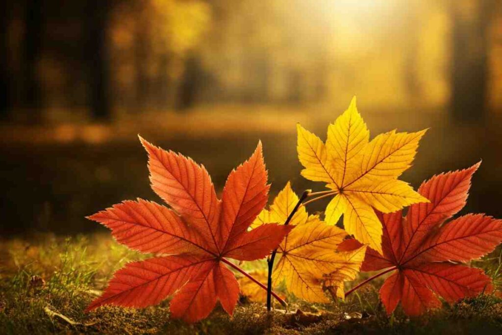 Borghi in autunno