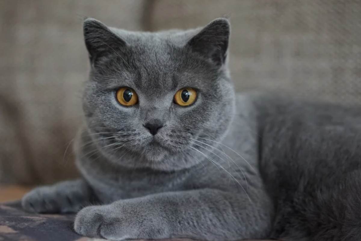 Gatto