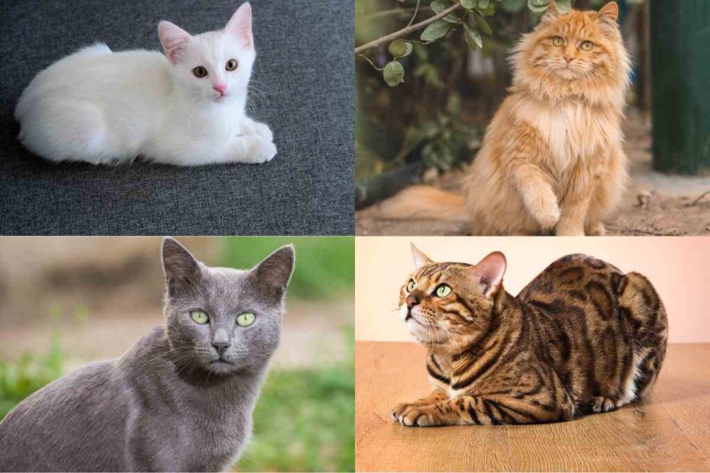 Gatto
