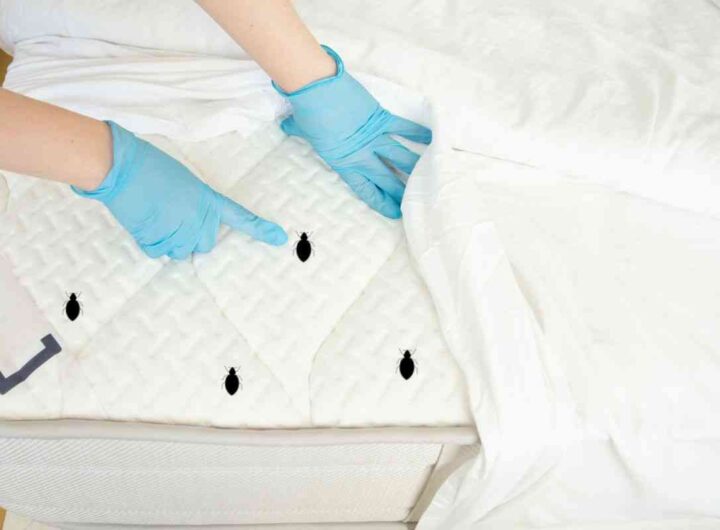 cimici: ecco come eliminarle defintivamente